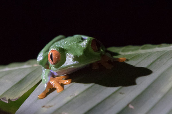 Tortuguero - Roodvoet-Makikikker - Agalychnis callidryas