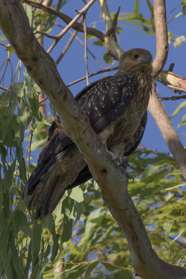 Anbangbang - wigstaartwouw - Haliastur sphenurus
