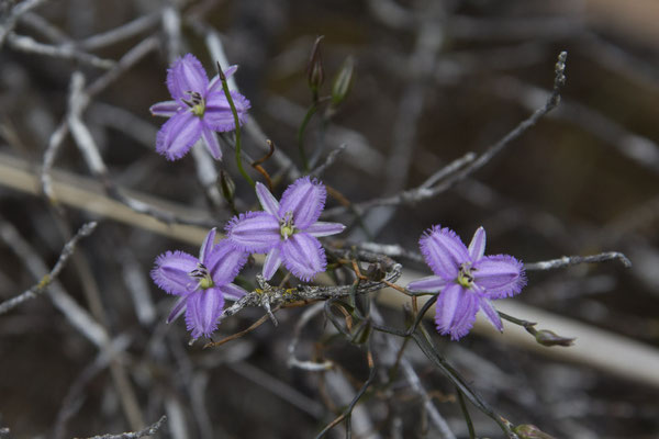 Keith Hately walk - Thysanotus sparteus
