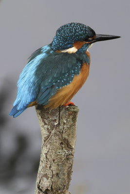 IJsvogel  - Alcedo atthis