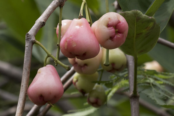 My Tho - waterapple - Syzygium aqueum