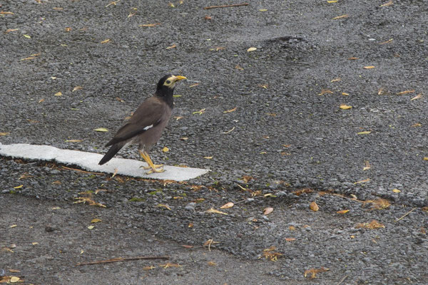 Kuching - treurmaina - Acridotheres tristis