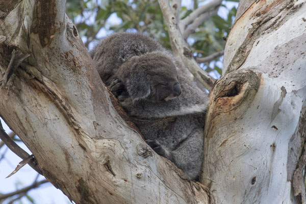 Koala - Phascolarctos cinereus