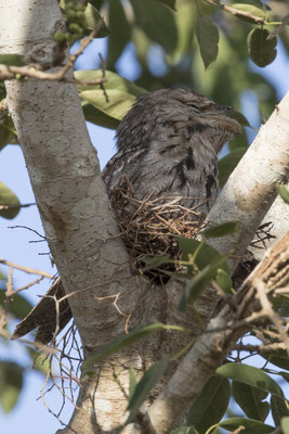Leanyer - uilnachtzwaluw - Podargus strigoides