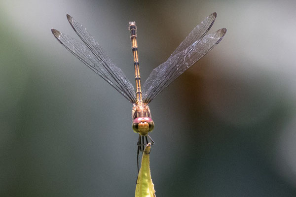  Arenal - Brachymesia herbida