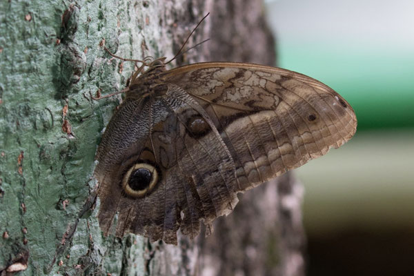 Tortuguero - Caligo brasiliensis sulanus