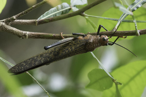 Manuel Antonio - Reuze gevleugelde sprinkhaan - Tropidacris cristata