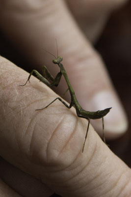 Montaña de Pelicano - Bidsprinkhaan - Stagmomantis limbata