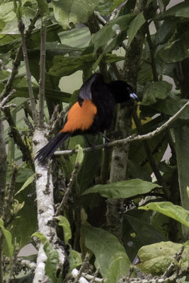 Talamanca reserve - roodrugtangare - Ramphocelus passerinii