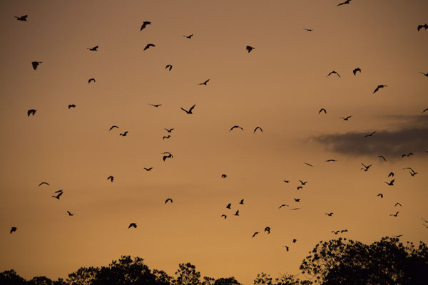 Kalong eiland - kalong - Pteropus vampyrus