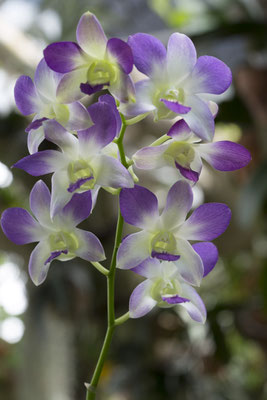 Bogor - orchidee - Dendrobium bigibbum