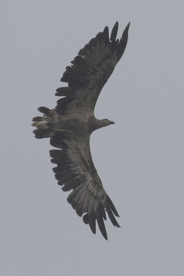 witbuikzeearend - Icthyophaga leucogaster