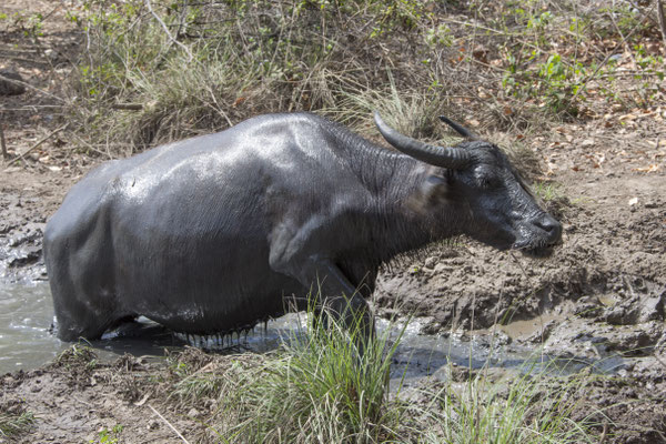 Rinca - waterbuffel - Bubalus bubalis