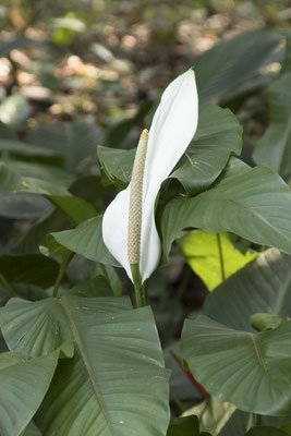 Bogor - Spathiphyllum (sp)
