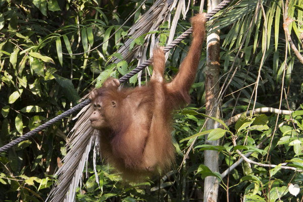 Semenggoh - Borneo orang oetan - Pongo pygmaeus
