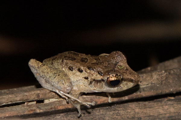 Tortuguero - Smilisca phaeota