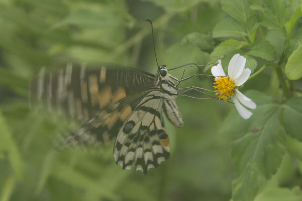 Tam Coc - limoenvlinder - Papilio demoleus