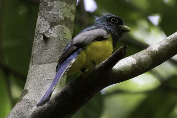 San Pedrillo Corcovado - noordelijke zwartkeeltrogon - Trogon tenellus