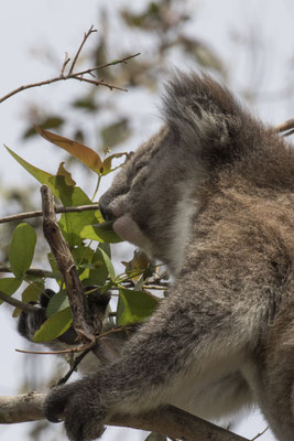 Koala - Phascolarctos cinereus