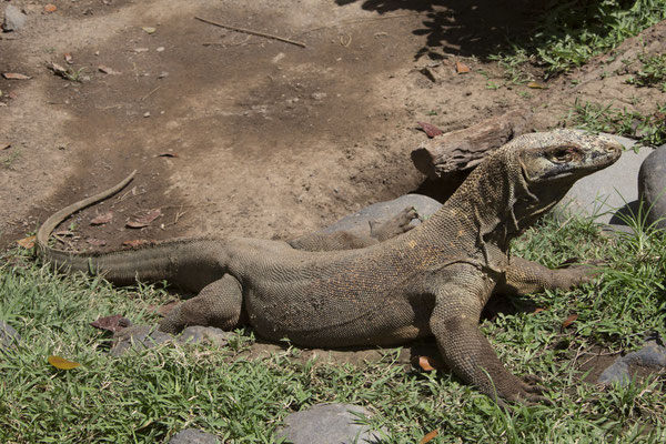 Rinca - komodovaraan - Varanus komodoensis