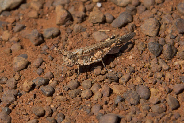 Uluru - sprinkhaan - Pycnostictus seriatus