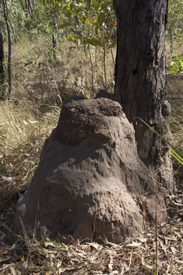 Anbangbang - termietenheuvel