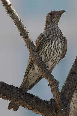 Darwin - grijskraagvogel (v) - Sphecotheres vieilloti