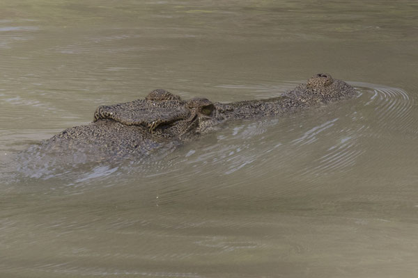 Cahills Crossing - zoutwaterkrokodil - Crocodylus porosus