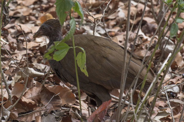 Rinca - rood boshoen - Megapodius reinwardt