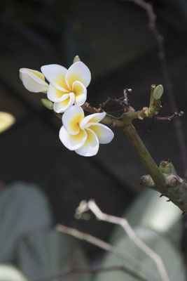 Bogor - tempelboom - Plumeria alba