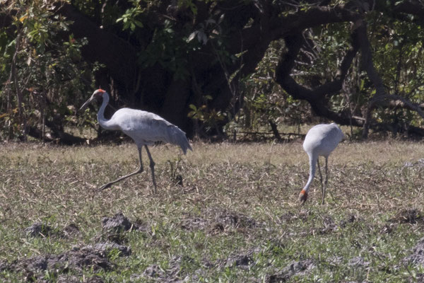 Yellow river - brolgakraanvogel - Antigone rubicunda