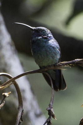 San Gerardo de Dota - kleine violetoorkolibrie - Colibri cyanotus