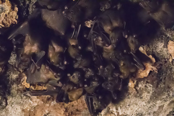 Rinca - kalong - Pteropus vampyrus