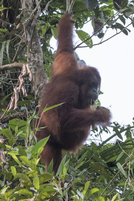 Semenggoh - Borneo orang oetan - Pongo pygmaeus