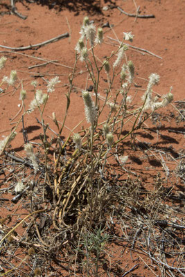 Kata Tjuta - Ptilotus xerophilus