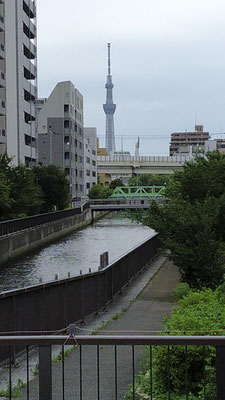 Tokyo tree