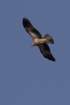 Anbangbang - wigstaartwouw - Haliastur sphenurus