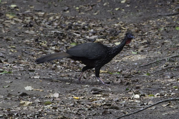 Monteverde - kuifsjakohoen - Penelope purpurascens