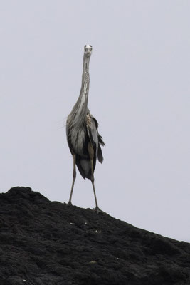 Isla Floreana - Amerikaanse blauwe reiger - Ardea herodias