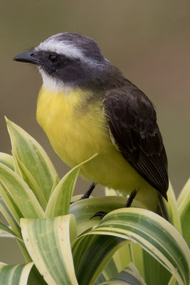  Arenal - Vliegenvanger - Myiozetetes similis