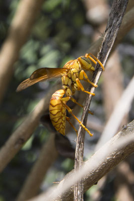 Tam Coc - veldwesp - Polistes olivaceus