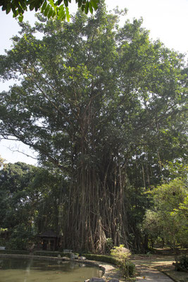 Bogor - rubberboom - Ficus elastica