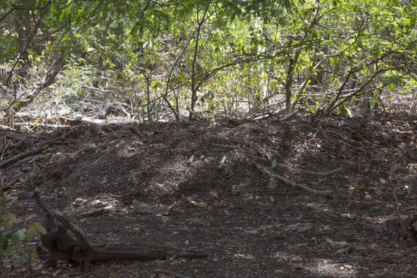 Rinca - nest van de komodovaraan