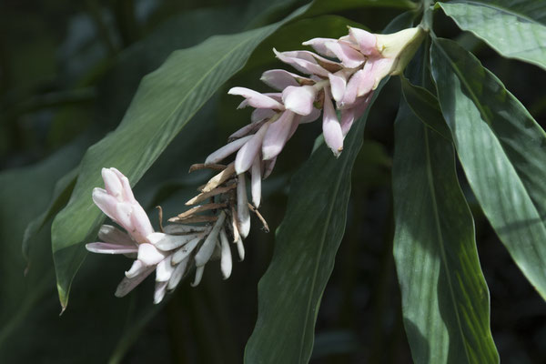 Bogor - rode gember - Alpinia purpurata