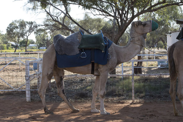 Alice Springs - kameelrit