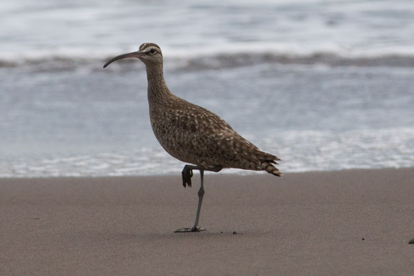 Tortuguero - Regenwulp - Numenius phaeopus