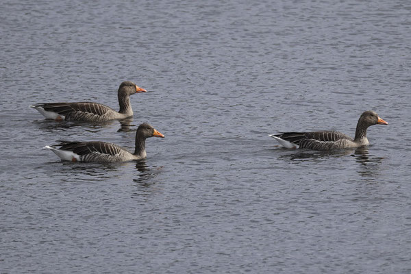 Grauwe gans - Anser anser