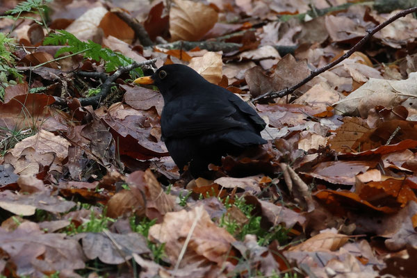 merel - Turdus merula