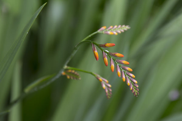 Fuji theevelden Crocosmia aurea