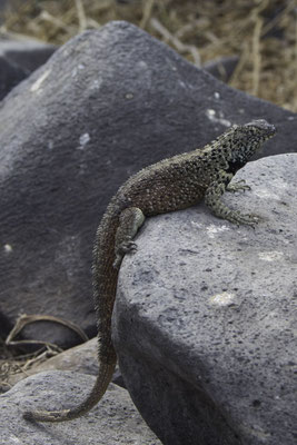 Isla Espanola & Gartner island - Lavahagedis - Microlophus albemarlensis